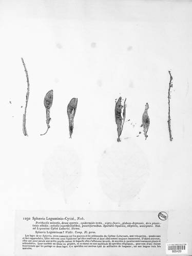 Diplodina leguminis-cytisi image